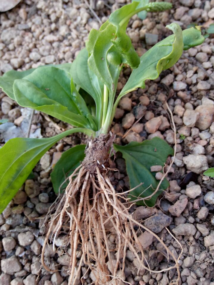 农村有一种特殊的野草,农村这种野草嫩叶却是极品野菜