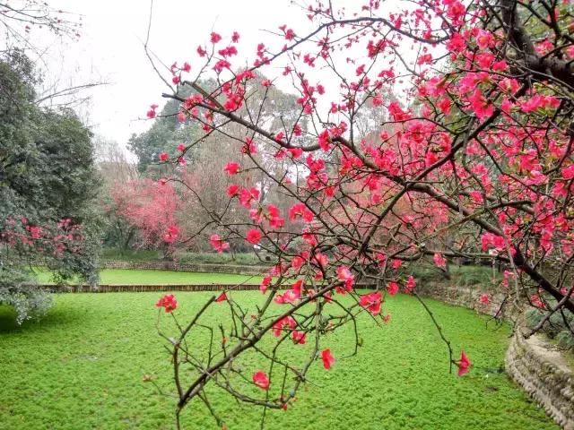 鑺辨捣閲嶇鏉ヨ,鑺辨捣鏉ヨ