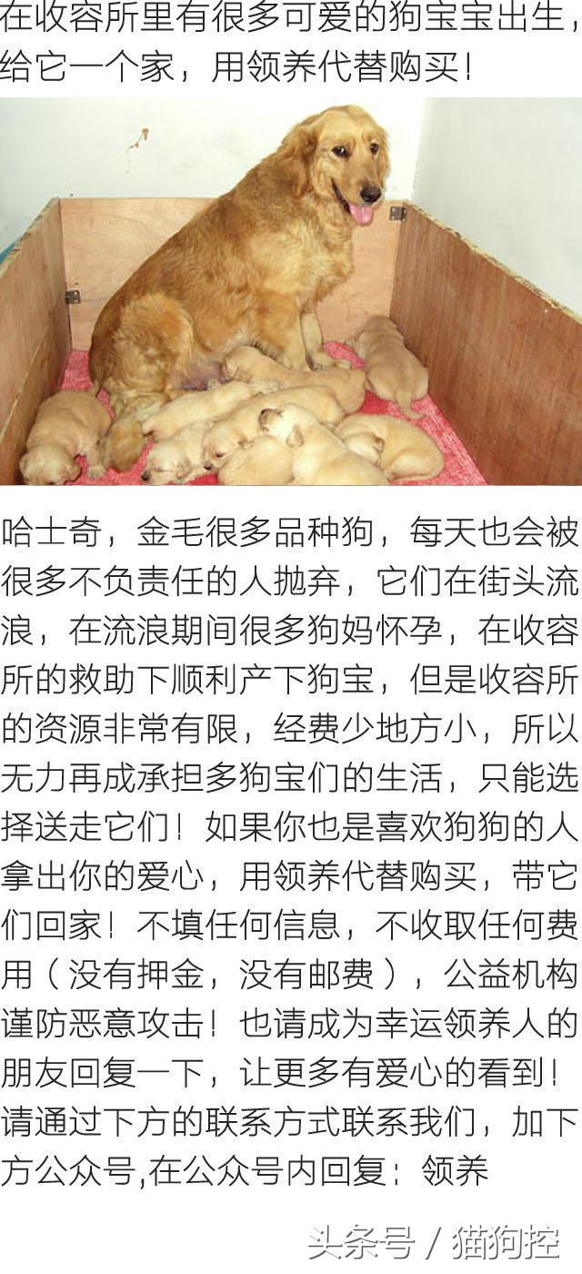 回来发现金毛嘴肿了,金毛舌头发紫正常吗