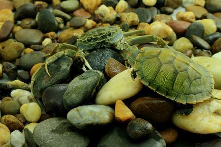 养龟适合的绿植有哪些品种,黄喉龟缸里适合养什么绿植