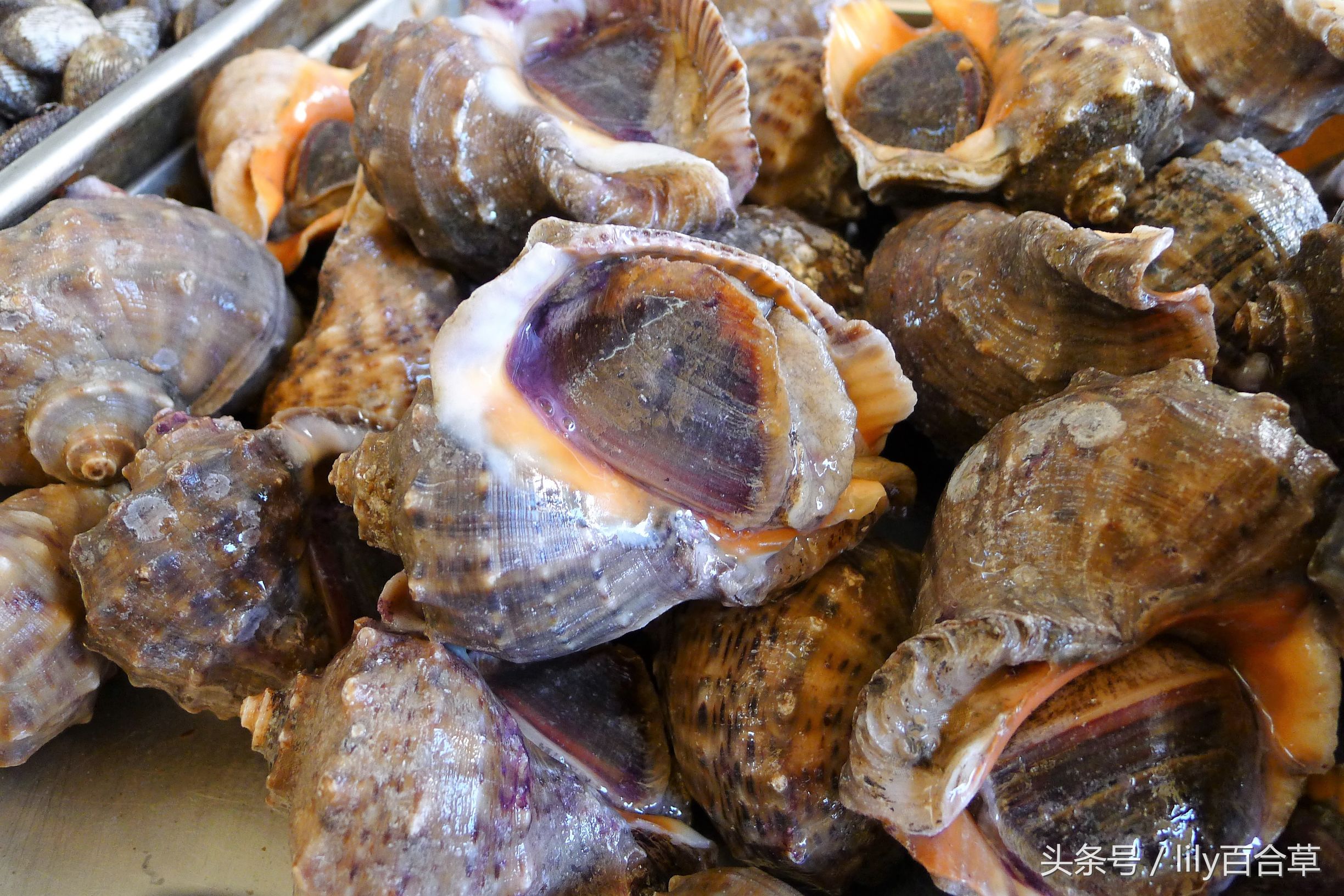 吃海鲜适合带什么,回家路上可以带海鲜吗