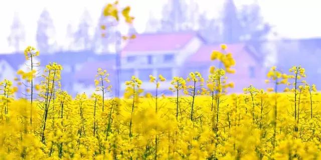 2018汉中油菜花旅游攻略,2024汉中油菜花自驾游攻略