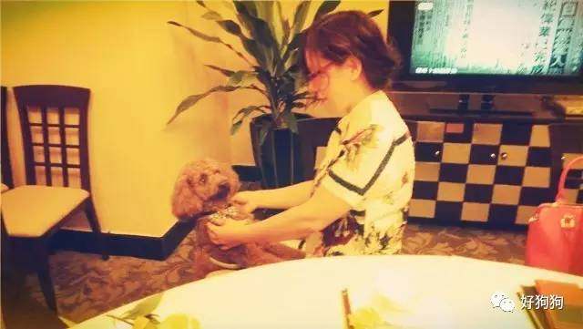 一只贵宾狗,一只贵宾犬