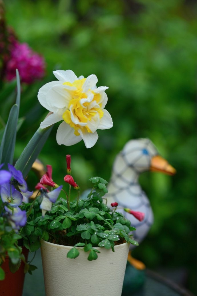 水仙花卉美图,植物水仙子图片