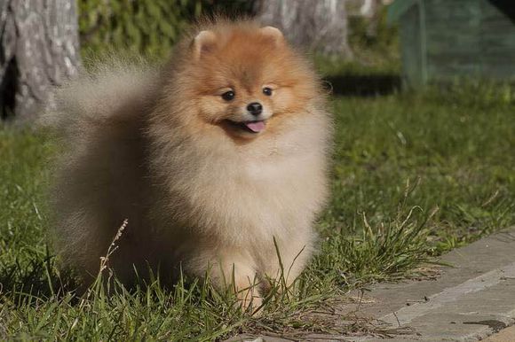 普遍的狗狗品种大全及图片,所有狗狗品种集合大全