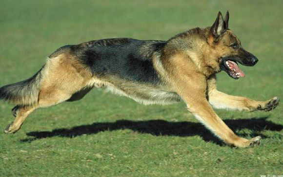 普遍的狗狗品种大全及图片,所有狗狗品种集合大全