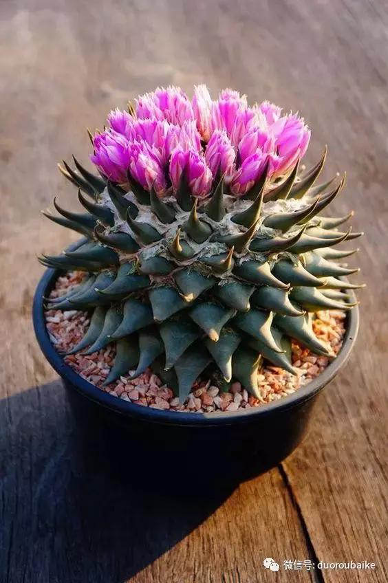 沙子可以种多肉吗,你还在用营养土种多肉吗