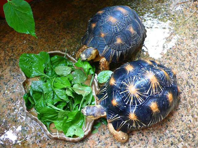 草龟最爱吃的十种蔬菜,乌龟可以吃的蔬菜植物
