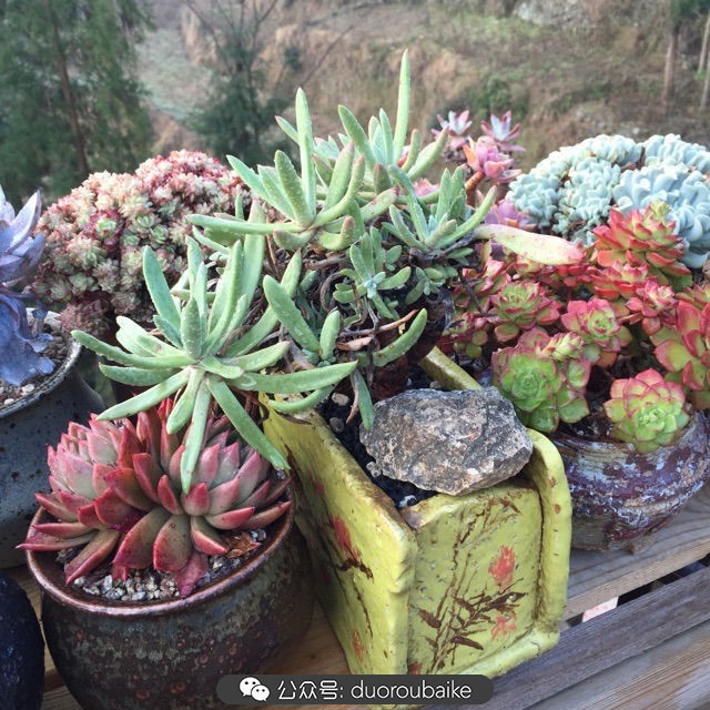 关于多肉植物的国画,多肉山水画