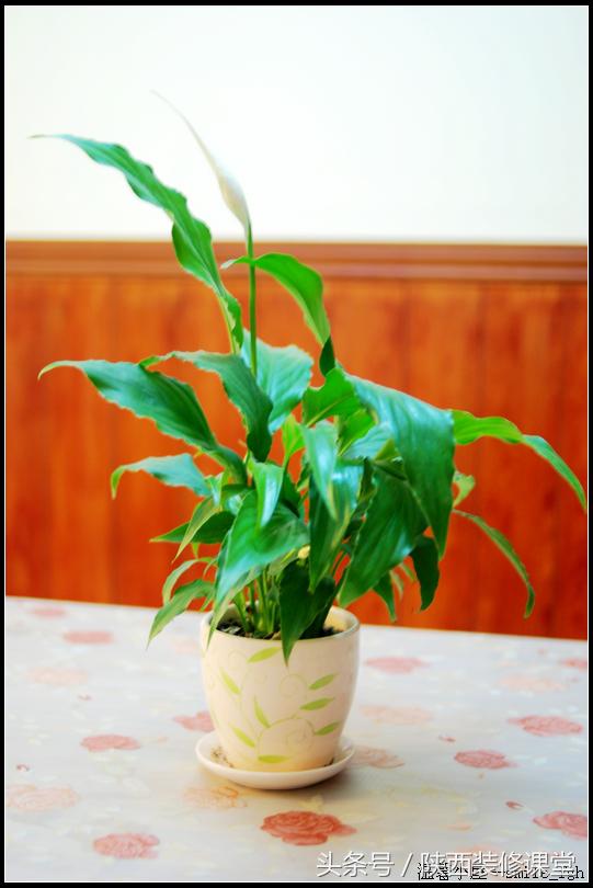 50平米小户型2室一厅美式田园,50平方的院子美式田园风