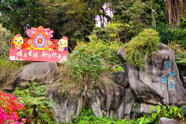 盆栽国色天香,国色天香立春