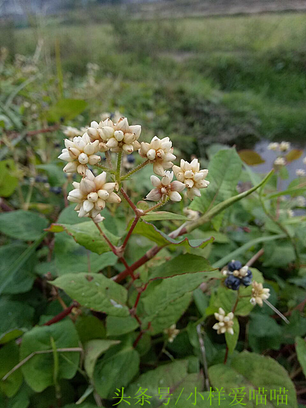 农村很多的紫色小野果,小野果山里果