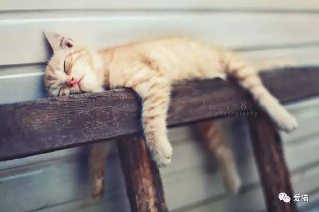 我有“猫”病，请问你有药吗？