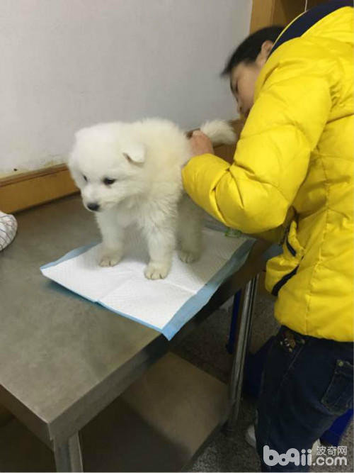 萨摩得了细小在家可以自己治吗,萨摩容易得细小吗