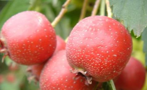 孕妇不宜吃的食物和水果有哪些,孕妇不宜吃的食物清单