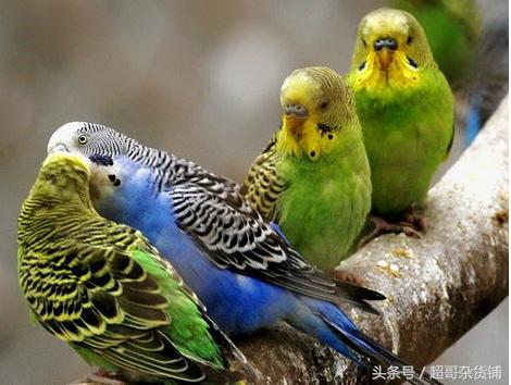 不同鹦鹉的形态和特征图片,各品种鹦鹉体型区别