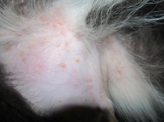 狗狗脓皮病用什么药,狗狗得了脓皮症怎么缓解它的痒