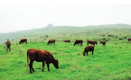 2024年一号文件养殖业,养殖业最新政策通知