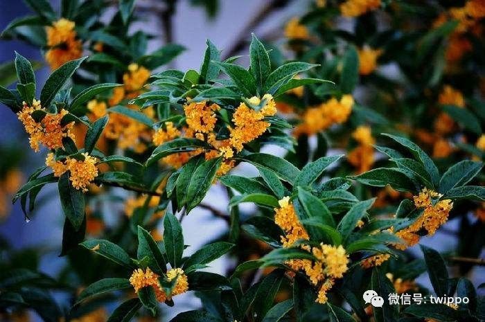 不用香水的女人没有未来英文,不用香水的女人身上有香味