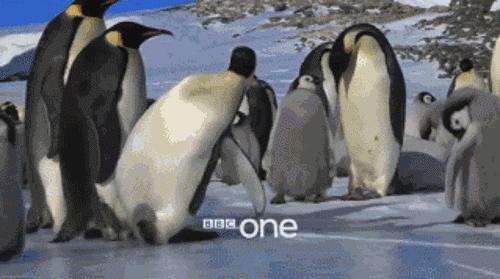 豆瓣9.7的企鹅版《无间道》，上演最萌版「原配撕小三」！