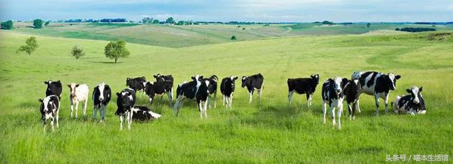 真正的澳洲奶粉,澳洲最好的婴儿奶粉是什么