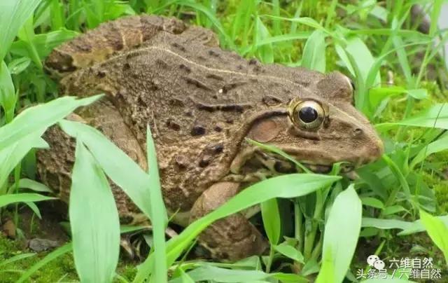 青蛙和田鸡是不是同一种动物,青蛙与虎纹蛙的区别
