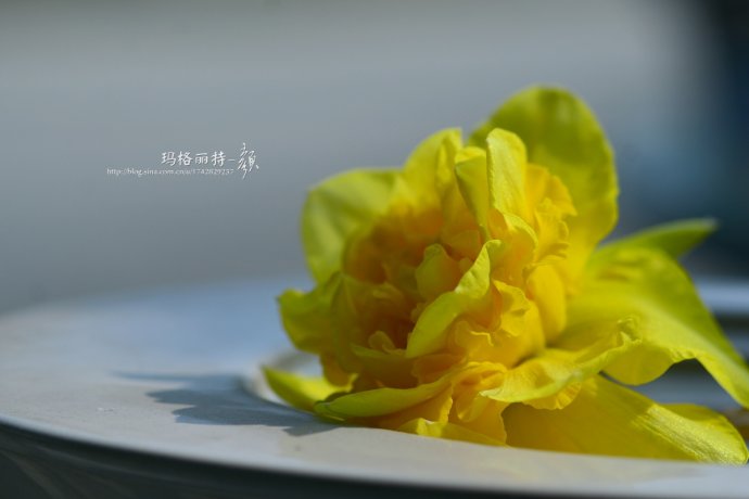 水仙花卉美图,植物水仙子图片