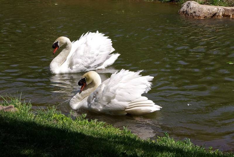 沈阳鸟岛视频,沈阳都有啥桥