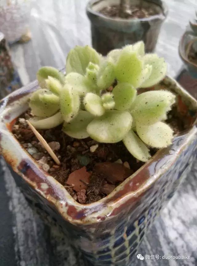 春天的多肉带给枯木新的生机，于是它们相爱了！