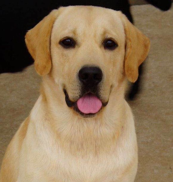 普遍的狗狗品种大全及图片,所有狗狗品种集合大全