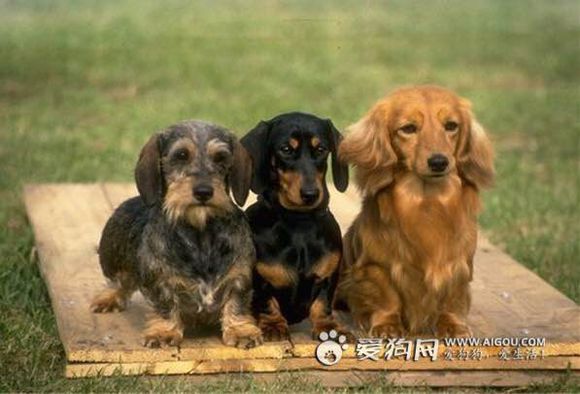 普遍的狗狗品种大全及图片,所有狗狗品种集合大全