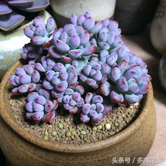 多肉植物漫画汤姆大叔教你每天认识一款多肉