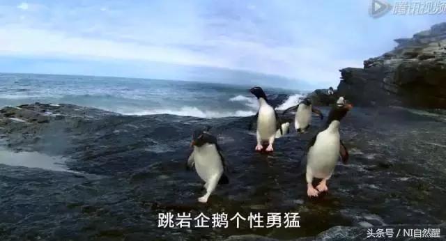 豆瓣9.7的企鹅版《无间道》，上演最萌版「原配撕小三」！