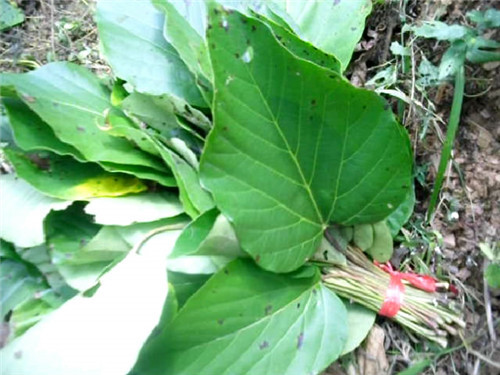 长沙的小吃和凤凰古城一样不,湖南凤凰古城特产小吃