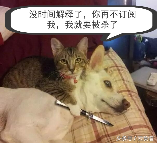 面粉花卷制作过程,面粉馒头配方和做法视频