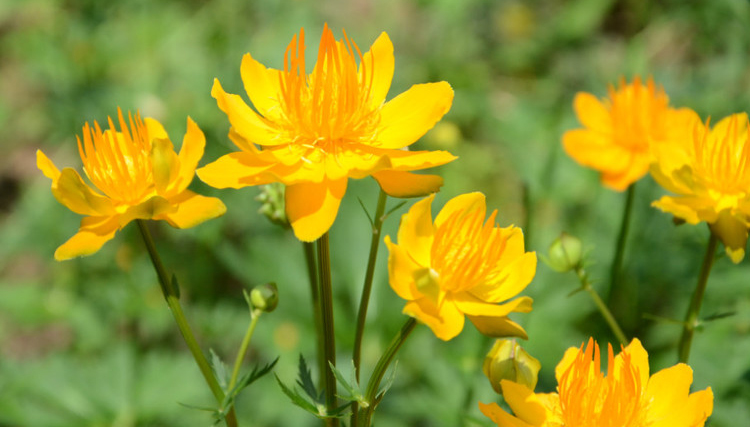 治咽炎最好的野草图片,野生草有哪些可以治咽炎