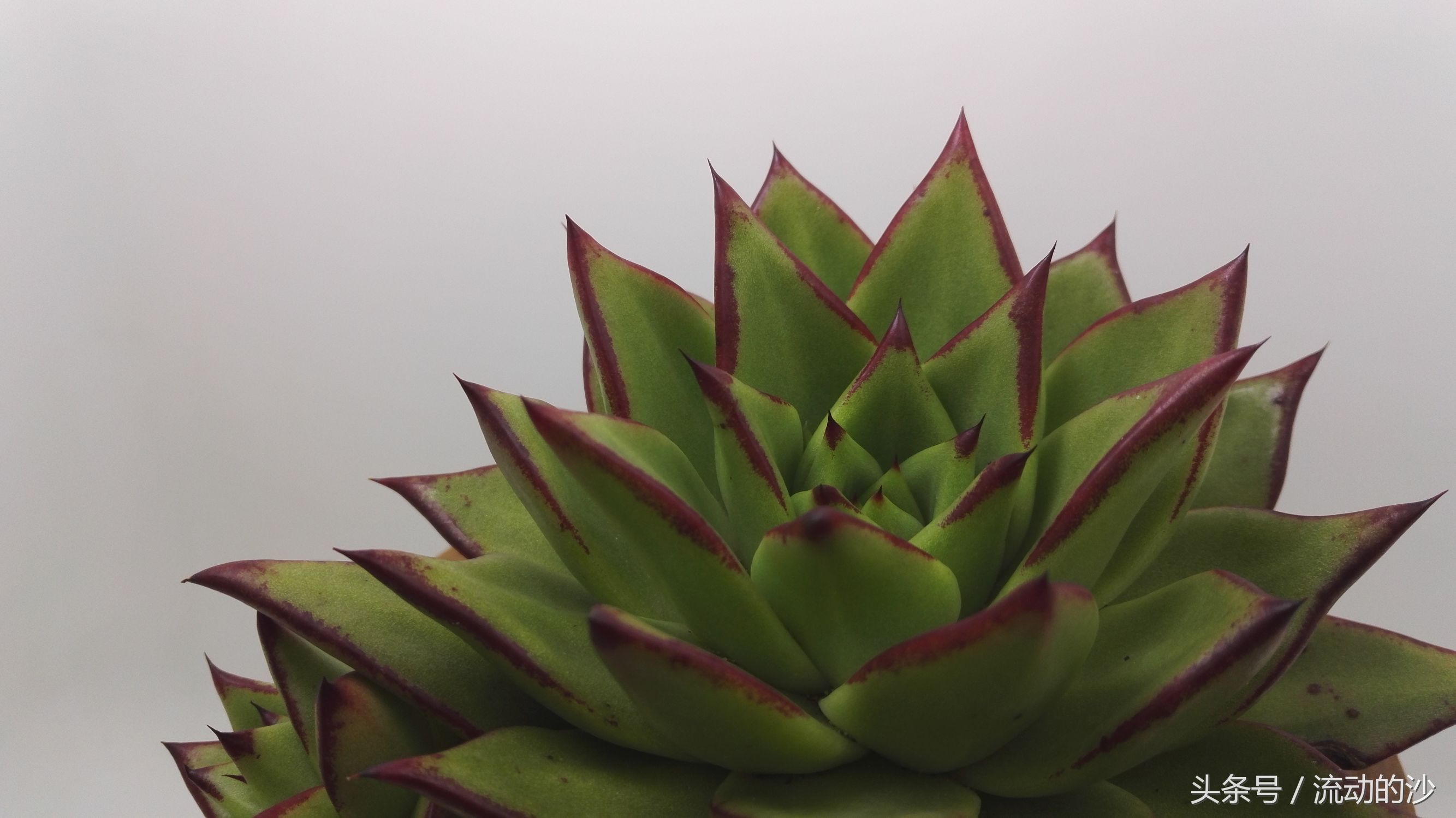 多肉植物乌木如何养,乌木多肉植物怎么养