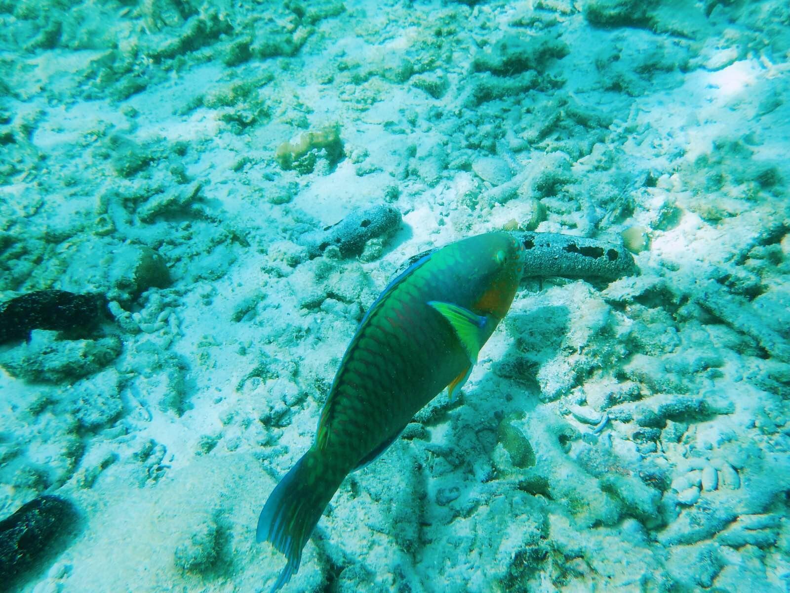 萨瓦迪卡！就在KohSamui撒野吧！