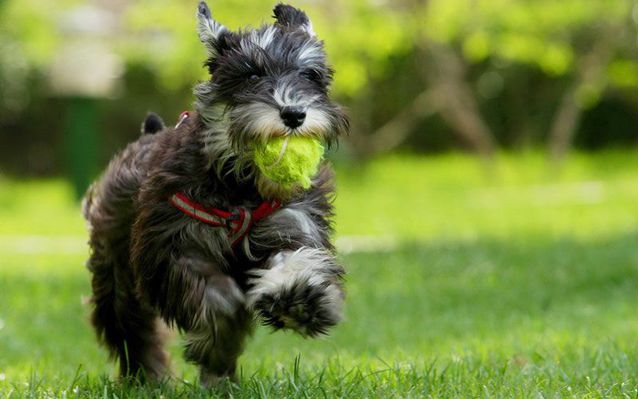雪纳瑞小狗大便有血,雪纳瑞大便有点稀怎么办