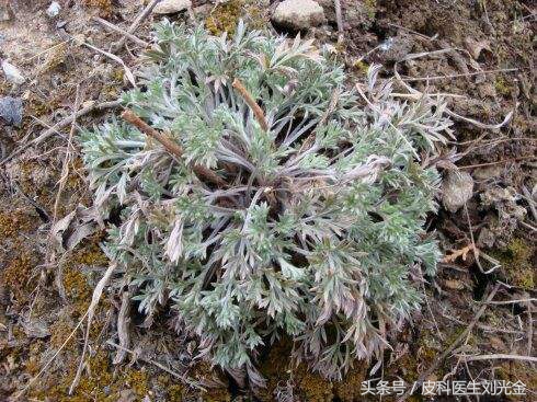 二月茵陈四月蒿包括艾蒿吗,茵陈蒿和青蒿图片