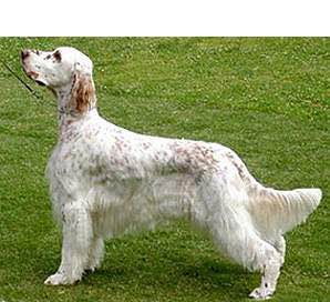 狗狗品种收集大全,收藏狗狗