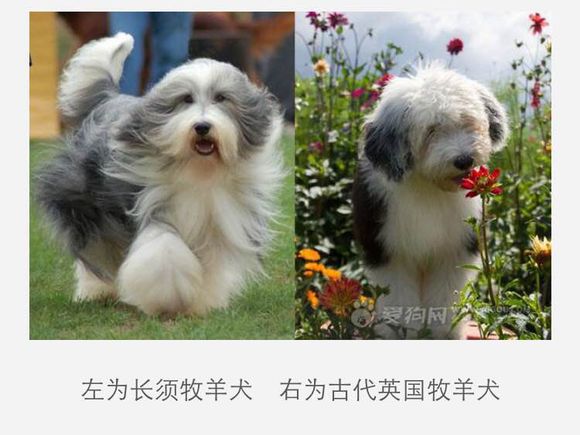 狗狗品种收集大全,收藏狗狗