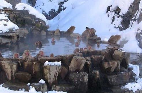 日本第一绝美温泉,日本温泉猴子