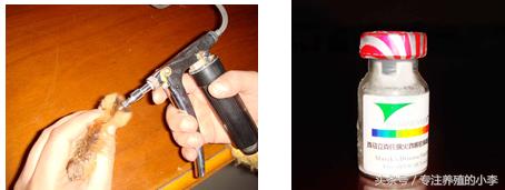 鸡瘟不可怕掌握以下5点,防止鸡瘟给鸡吃什么好