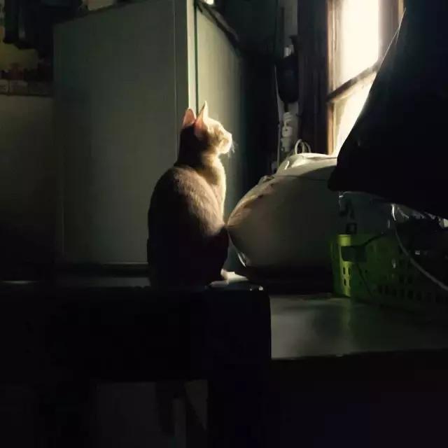 长沙人爱养什么品种的鸟,长沙人为什么喜欢养乌龟