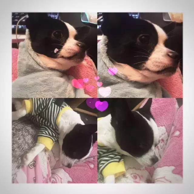 长沙人爱养什么品种的鸟,长沙人为什么喜欢养乌龟