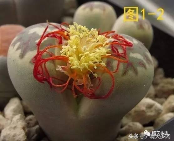 收到生石花处于蜕皮时期如何处理,生石花蜕皮最佳时间