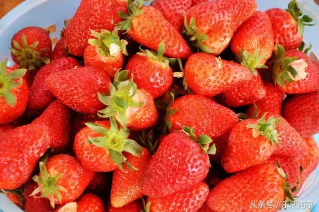 南京踏青赏梅乐享春光,赏梅园