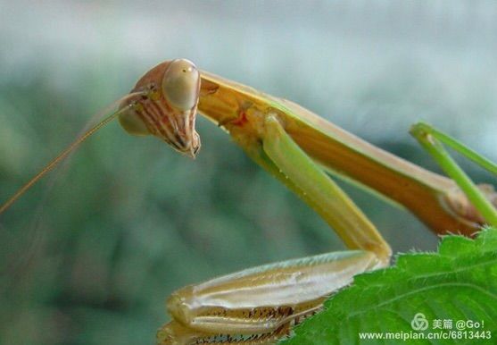 微距镜头下的昆虫视角,微距下的昆虫摄影