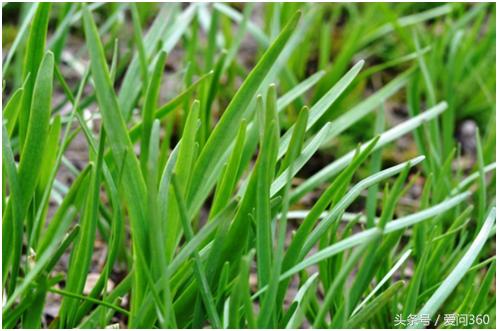 春韭菜怎么吃,春吃韭菜补肾益气有奇效